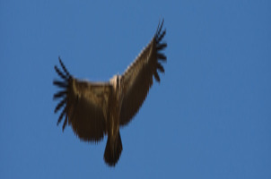 Image link 2