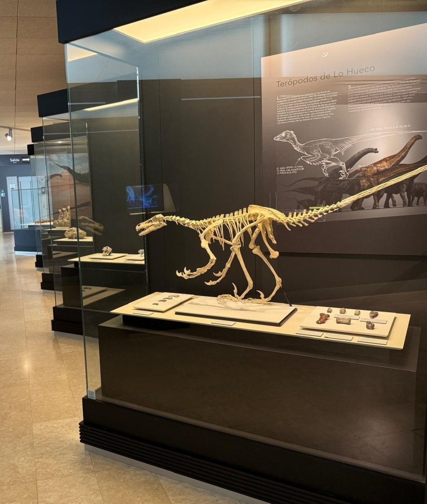 Yacimiento de Lo Hueco, en la LAV València, con materiales custodiados en el MUPA (Museo de Paleontología de Castilla-La Mancha).