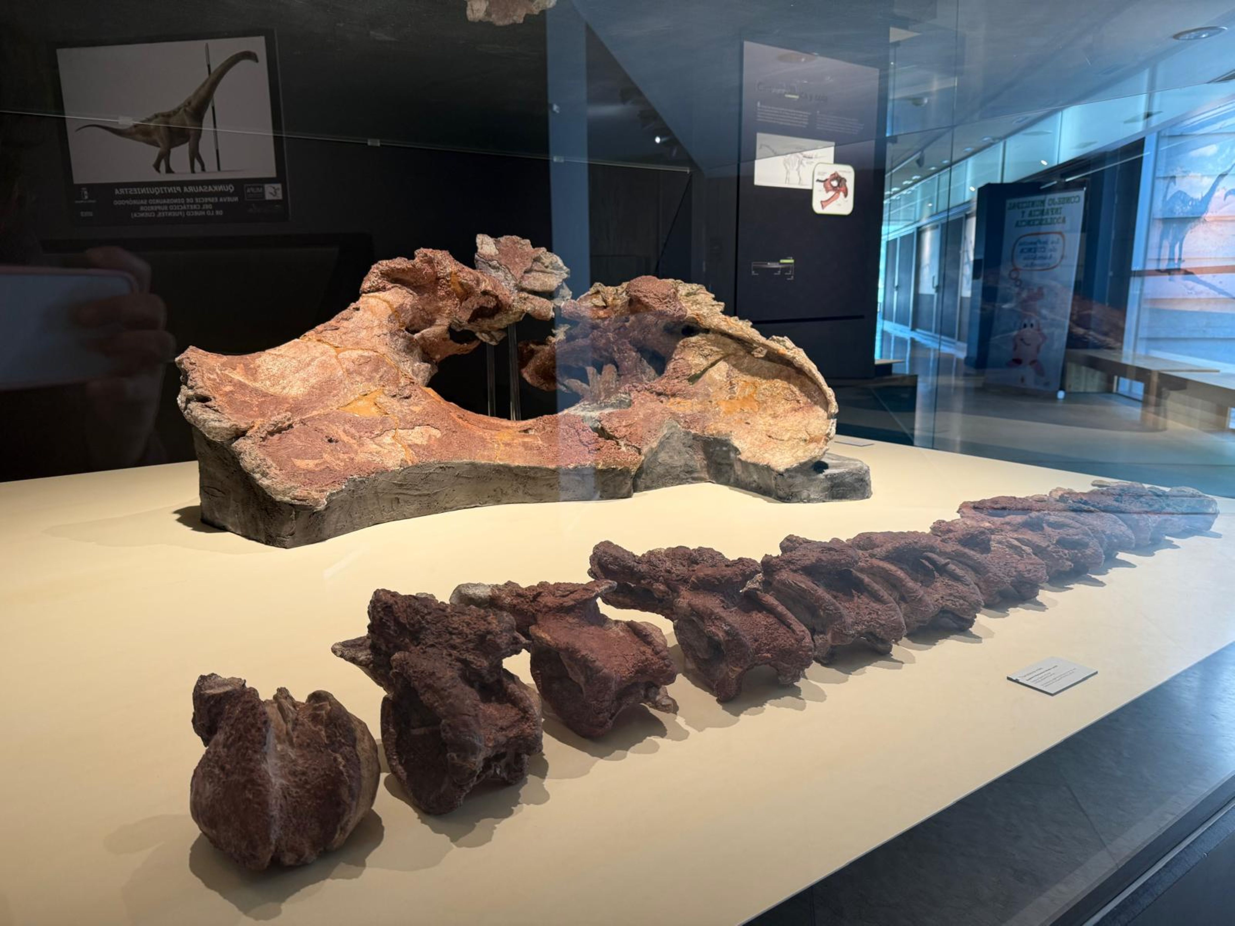 Qunkasaura: cadera y cola, del yacimiento de Lo Hueco, en el MUPA (Museo de Paleontología de Castilla-La Mancha), relacionado con la LAV València.